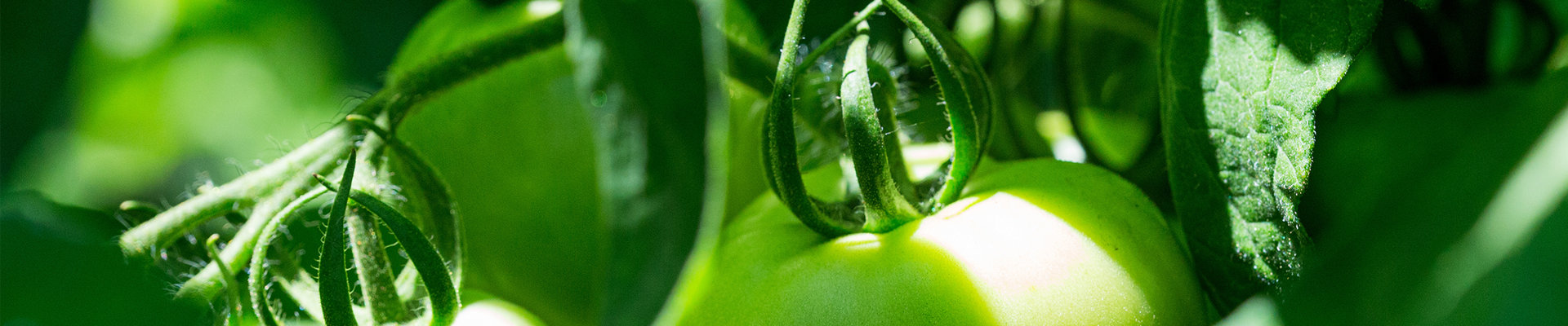 未來10年，我國主要農(nóng)產(chǎn)品市場形勢如何？